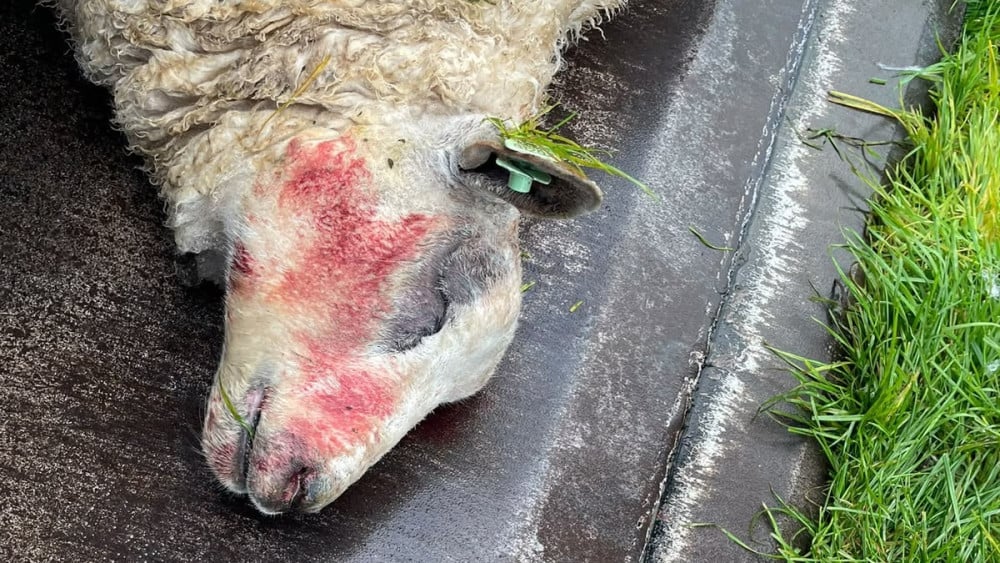 Drie dode schapen op Marken gevonden: veehouder Pieter Jan zoekt getuigen