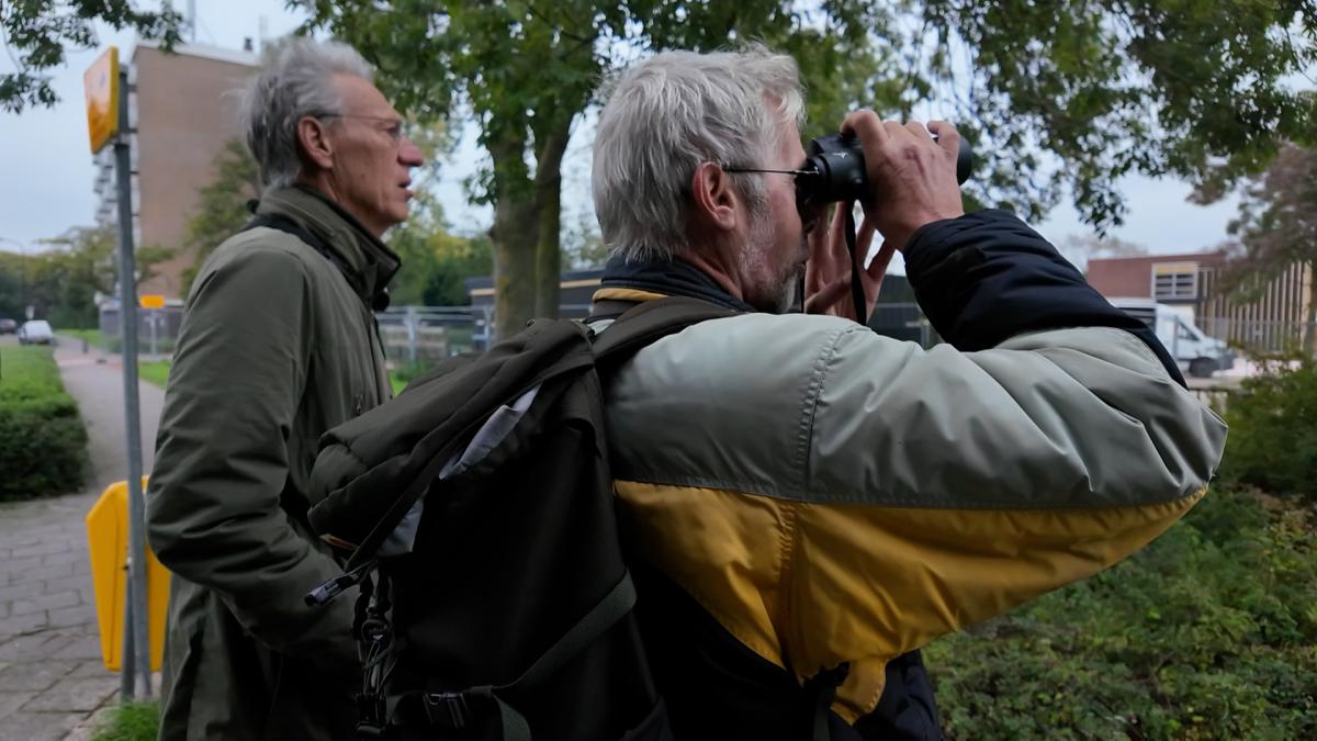 Zeldzame gast gespot in Beverwijk, vogelspotters komen massaal op de 'dwaalvogel' af