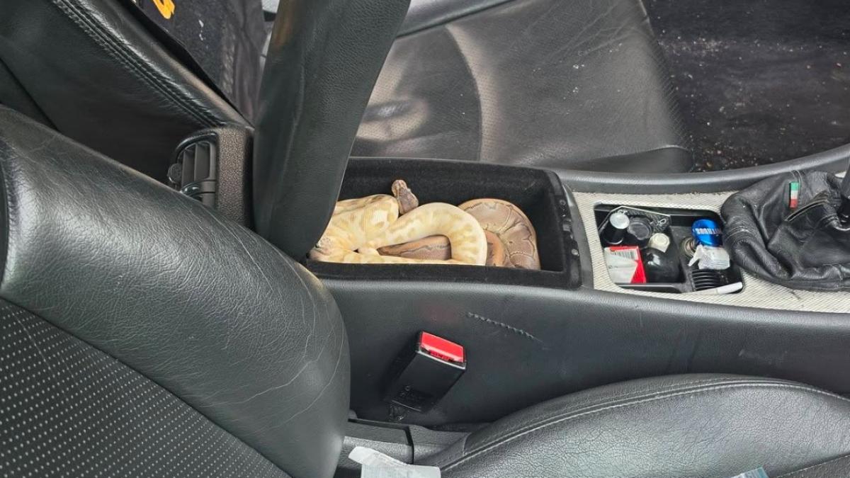 Beestenboel in auto: twee pythons, een doos muizen en een goudvis mee de weg op