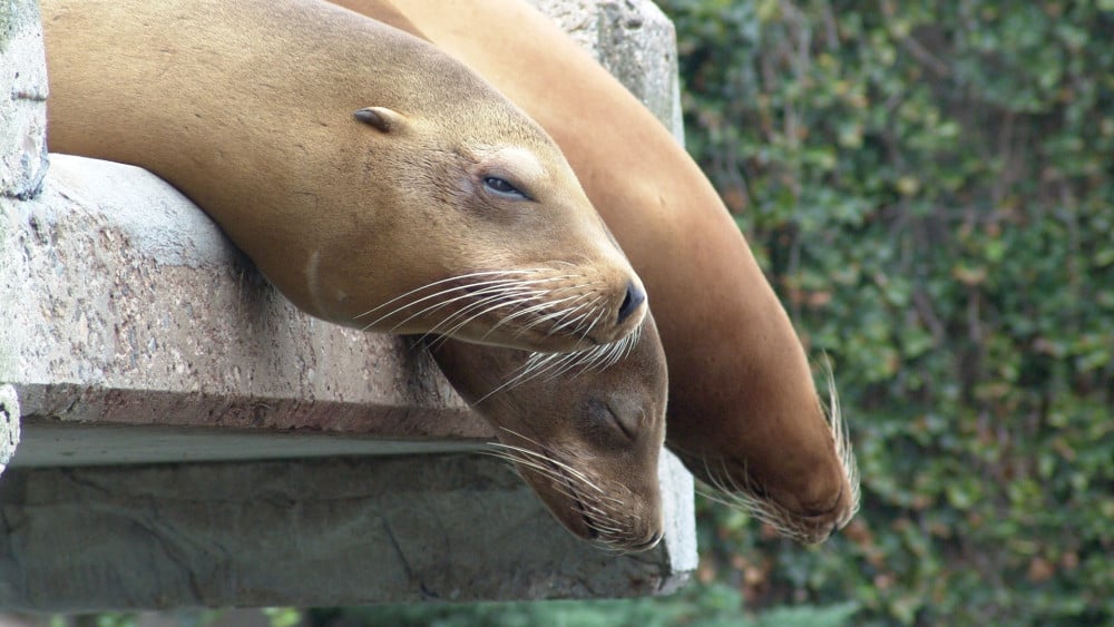 Sea lions finally leave Artis after more than 100 years