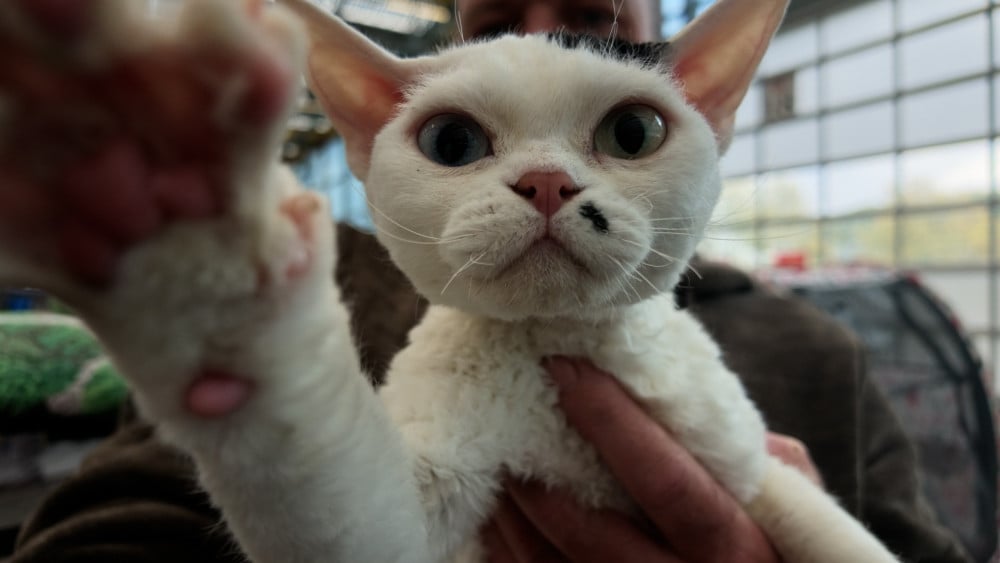 Grootste kattenshow ter wereld strijkt neer in Vijfhuizen