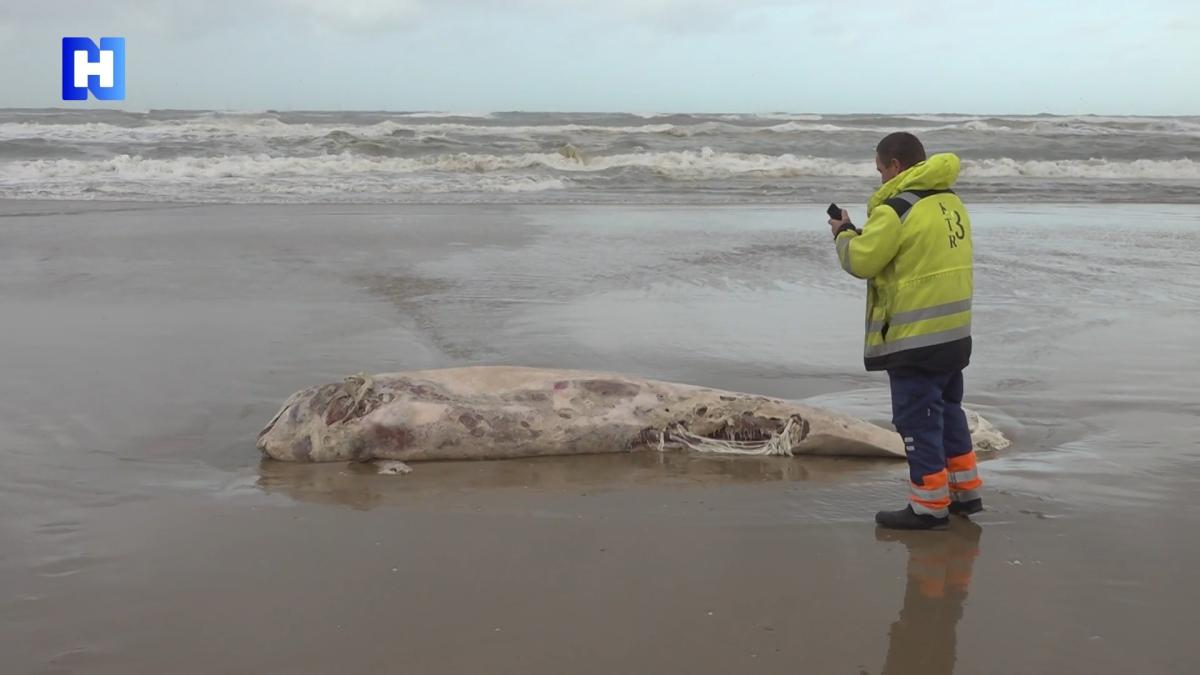 Strand Egmond 'overspoeld' door kadavers na storm
