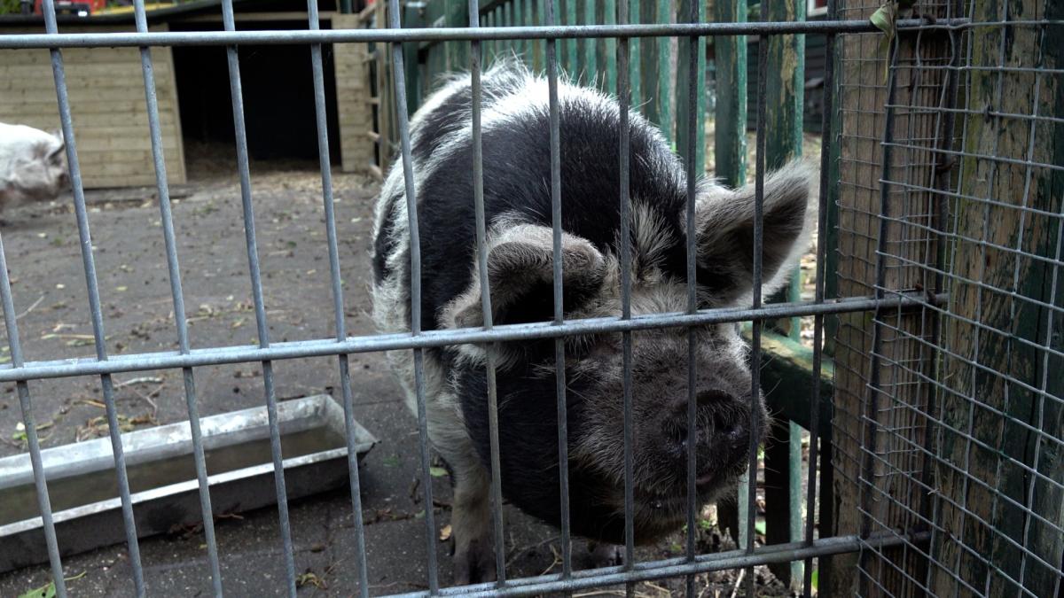 Kinderboerderij Alkmaar heeft drie ton nodig voor opknapbeurt, steun gemeente onzeker