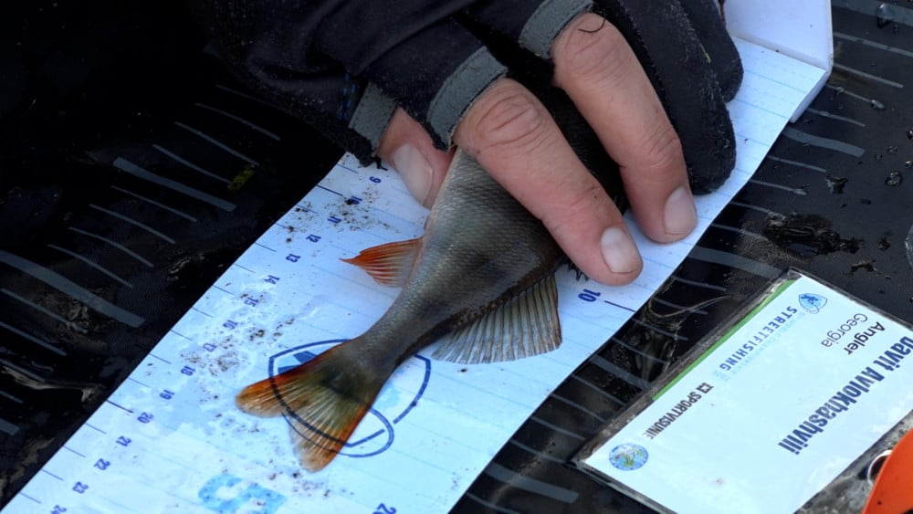 Georgians catch perch one after another from the Spaarne as Streetfishing World Championship begins