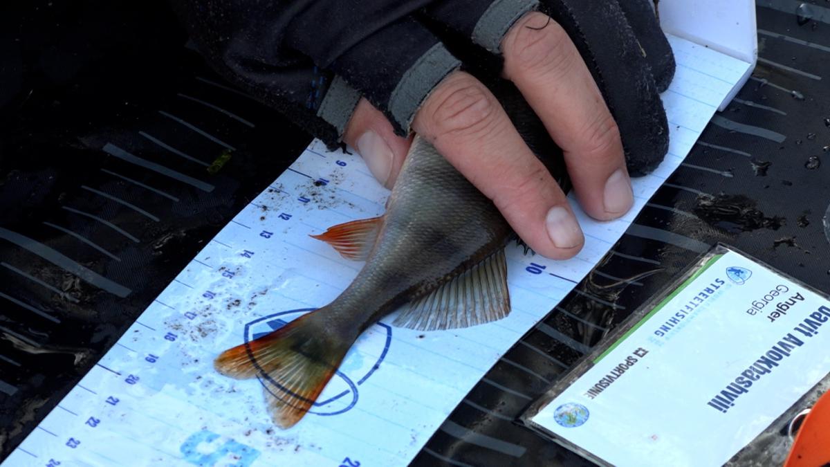 Georgiërs vissen de ene na de andere baars uit Spaarne, WK streetfishing begonnen