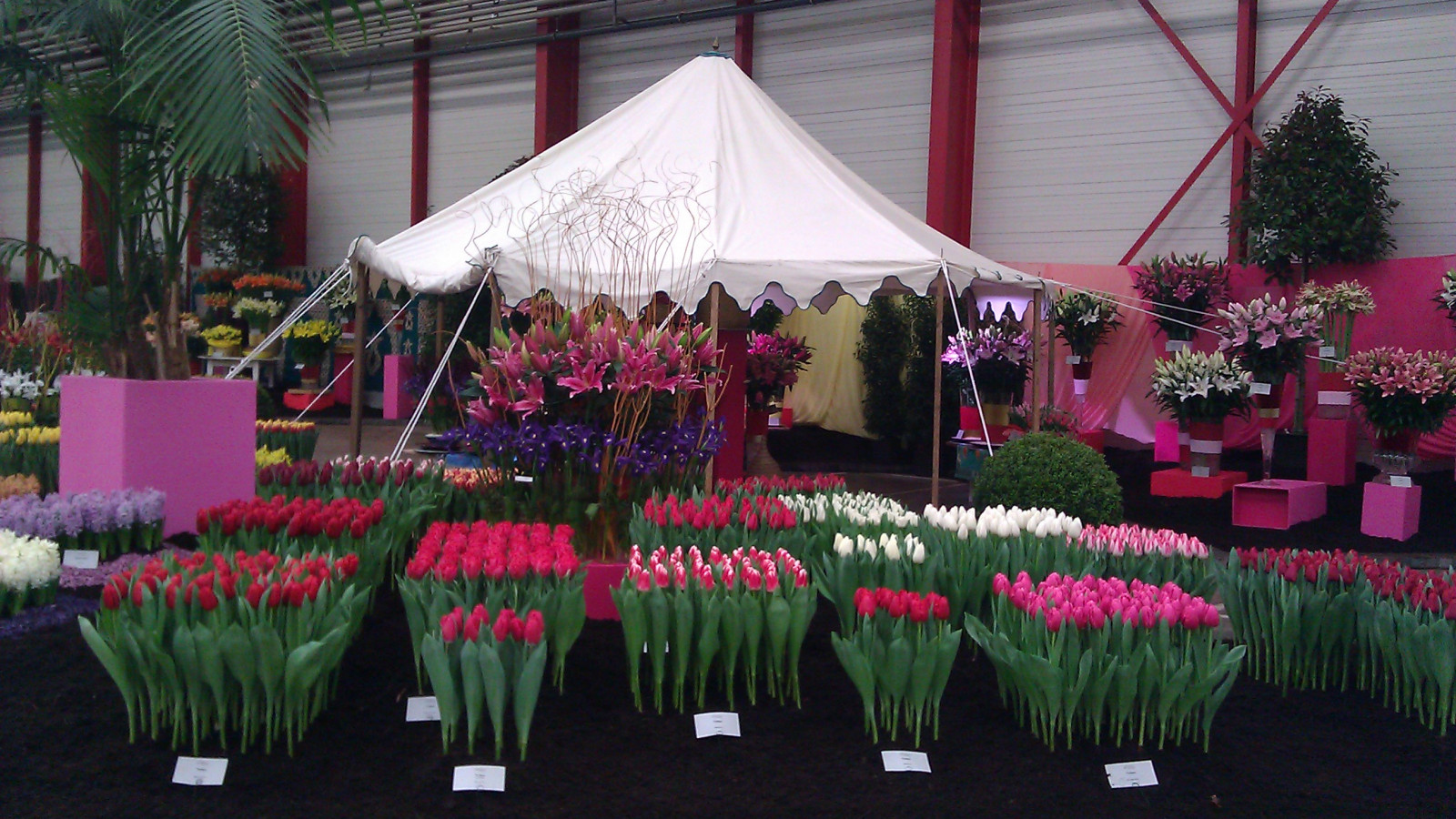 KrisKras Holland Flower Festival in Bovenkarspel NH Nieuws