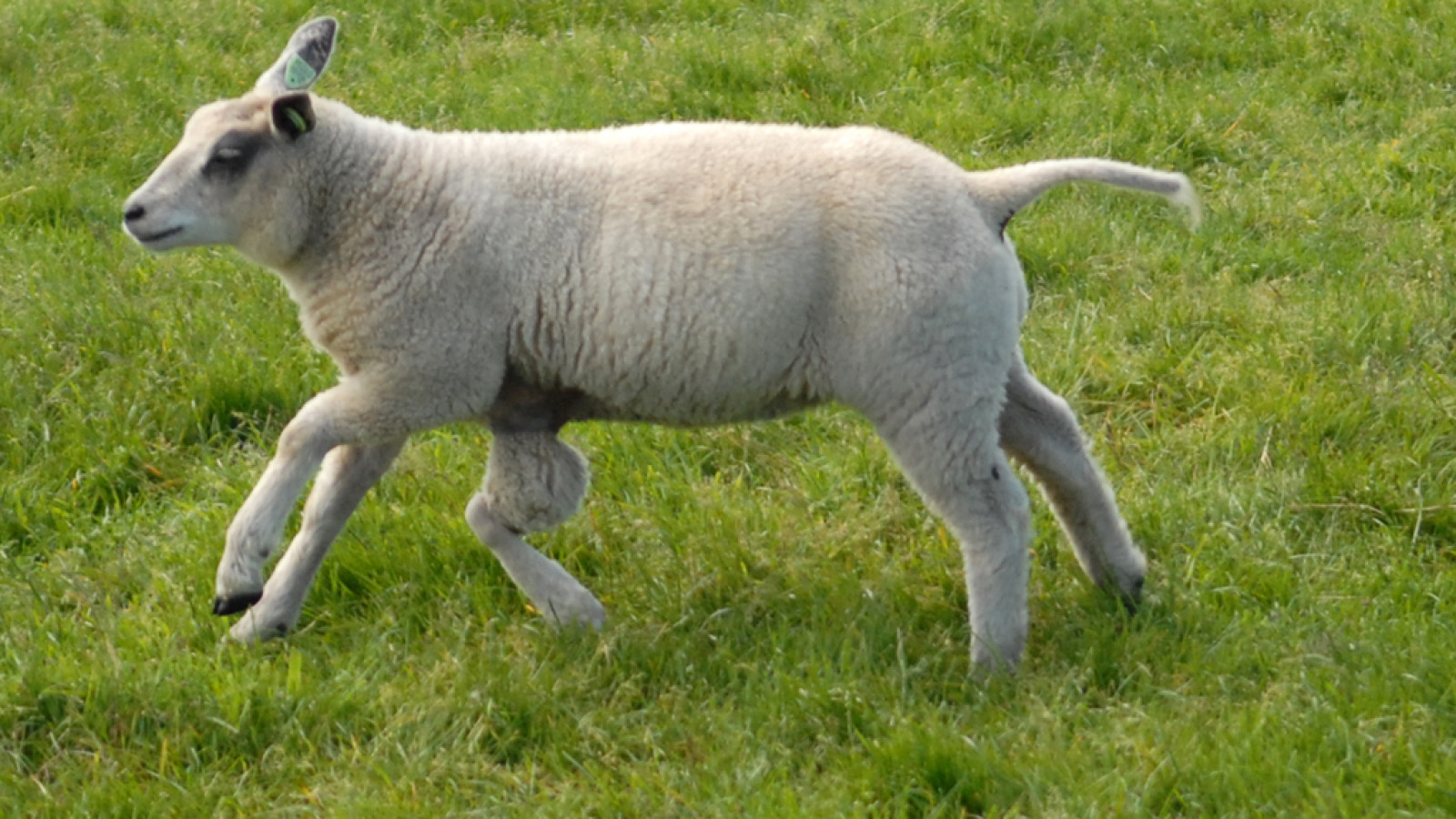 Schaap met vijf poten geboren op